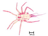 學名:Allomyrmococcus acariformis Takahashi, 1941