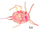 學名:Allomyrmococcus acariformis Takahashi, 1941