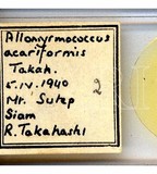 學名:Allomyrmococcus acariformis Takahashi, 1941