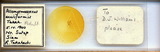 ǦW:Allomyrmococcus acariformis Takahashi, 1941