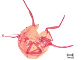 學名:Allomyrmococcus acariformis Takahashi, 1941