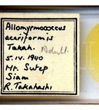 學名:Allomyrmococcus acariformis Takahashi, 1941