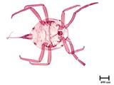 學名:Allomyrmococcus acariformis Takahashi, 1941