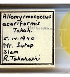 學名:Allomyrmococcus acariformis Takahashi, 1941