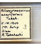 學名:Allomyrmococcus acariformis Takahashi, 1941