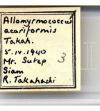 學名:Allomyrmococcus acariformis Takahashi, 1941