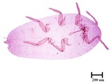 中文種名:絲粉介殼蟲學名:Ferrisia virgata (Cockerell, 1893)