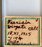 中文種名:絲粉介殼蟲學名:Ferrisia virgata (Cockerell, 1893)