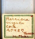 中文種名:絲粉介殼蟲學名:Ferrisia virgata (Cockerell, 1893)