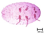 中文種名:絲粉介殼蟲學名:Ferrisia virgata (Cockerell, 1893)