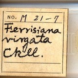 中文種名:絲粉介殼蟲學名:Ferrisia virgata (Cockerell, 1893)