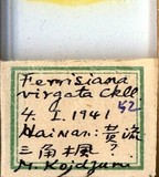 中文種名:絲粉介殼蟲學名:Ferrisia virgata (Cockerell, 1893)