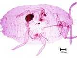 中文種名:絲粉介殼蟲學名:Ferrisia virgata (Cockerell, 1893)