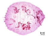 中文種名:野桐臀粉介殼蟲學名:Formicococcus macarangae (Takahashi, 1940)