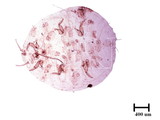 中文種名:野桐臀粉介殼蟲學名:Formicococcus macarangae (Takahashi, 1940)