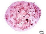 中文種名:野桐臀粉介殼蟲學名:Formicococcus macarangae (Takahashi, 1940)