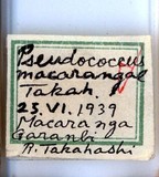 中文種名:野桐臀粉介殼蟲學名:Formicococcus macarangae (Takahashi, 1940)