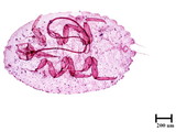 中文種名:木荷蟻粉介殼蟲學名:Formicococcus schimae Takahashi, 1929