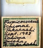 中文種名:木荷蟻粉介殼蟲學名:Formicococcus schimae Takahashi, 1929