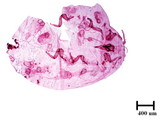 中文種名:木荷蟻粉介殼蟲學名:Formicococcus schimae Takahashi, 1929