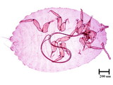 中文種名:木荷蟻粉介殼蟲學名:Formicococcus schimae Takahashi, 1929