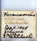 中文種名:木荷蟻粉介殼蟲學名:Formicococcus schimae Takahashi, 1929