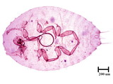 中文種名:樟蟻粉介殼蟲學名:Formicococcus cinnamomi Takahashi, 1928