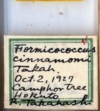 中文種名:樟蟻粉介殼蟲學名:Formicococcus cinnamomi Takahashi, 1928