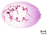 中文種名:樟蟻粉介殼蟲學名:Formicococcus cinnamomi Takahashi, 1928