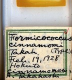 中文種名:樟蟻粉介殼蟲學名:Formicococcus cinnamomi Takahashi, 1928