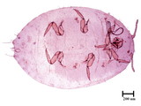 中文種名:樟蟻粉介殼蟲學名:Formicococcus cinnamomi Takahashi, 1928