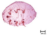 中文種名:樟蟻粉介殼蟲學名:Formicococcus cinnamomi Takahashi, 1928