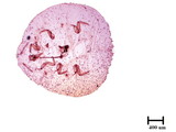 中文種名:樟蟻粉介殼蟲學名:Formicococcus cinnamomi Takahashi, 1928