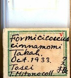 中文種名:樟蟻粉介殼蟲學名:Formicococcus cinnamomi Takahashi, 1928