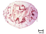 中文種名:樟蟻粉介殼蟲學名:Formicococcus cinnamomi Takahashi, 1928