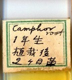 中文種名:樟蟻粉介殼蟲學名:Formicococcus cinnamomi Takahashi, 1928