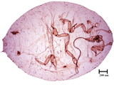 中文種名:樟蟻粉介殼蟲學名:Formicococcus cinnamomi Takahashi, 1928