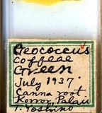 學名:Geococcus coffeae Green, 1933