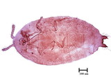 學名:Geococcus oryzae (Kuwana, 1907)