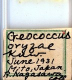 學名:Geococcus oryzae (Kuwana, 1907)