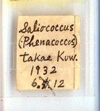 學名:Heliococcus takae (Kuwana, 1907)