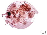 學名:Neosimmondsia esakii Takahashi, 1939