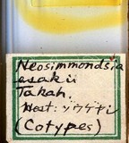 學名:Neosimmondsia esakii Takahashi, 1939