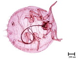 學名:Neosimmondsia esakii Takahashi, 1939