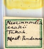 學名:Neosimmondsia esakii Takahashi, 1939