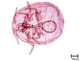 學名:Neosimmondsia esakii Takahashi, 1939