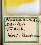 學名:Neosimmondsia esakii Takahashi, 1939
