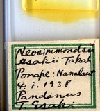 學名:Neosimmondsia esakii Takahashi, 1939