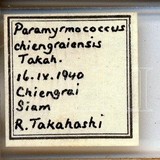 學名:Paramyrmococcus chiengraiensis Takahashi, 1941
