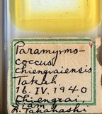 學名:Paramyrmococcus chiengraiensis Takahashi, 1941